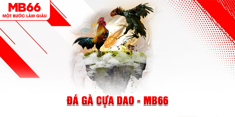 Đá Gà Cựa Dao - Tất Tần Tật Những Điều Anh Em Nên Biết
