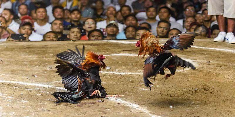 Tìm hiểu kỹ các chiến kê tham gia