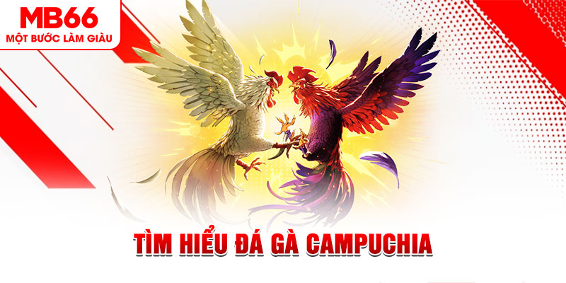 Tìm Hiểu Đá gà Campuchia Và Luật Chơi Cần Biết Tại MB66